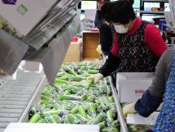 동광양농협, 제주 서귀포농협 APC 현장 견학