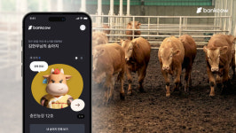 뱅카우, 한우 투자 불장 첫 정산으로 수익성 증명