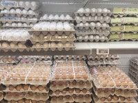 [2026 축종별 전망]