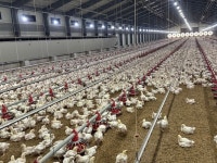 고병원성 AI로 육용종계 살처분…여름 성수기 육계 생산량 부족할 듯