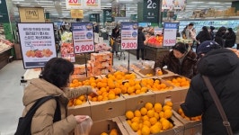 제주산 만감류, 대형유통 판촉 효과로 소비 회복세 뚜렷