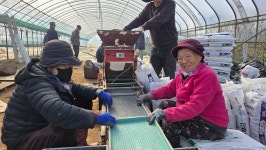 [포토뉴스] 천안시 풍세면 두남1리, 함께 땀 흘리는 벼 파종의 하루