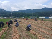 고령군 쌍림면사무소, 농촌일손돕기 나서