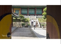 명예를 생명처럼 능소화 이야기 [황인선 칼럼]
