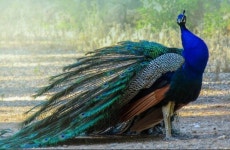 화려하기 그지없는 새 공작(peacock) [김권제 칼럼]