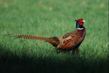 보양식 등 쓰임새가 많은 꿩(pheasant) [김권제 칼럼]