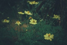 나를 항상 생각하세요. 팬지(pansy) [김권제 칼럼]