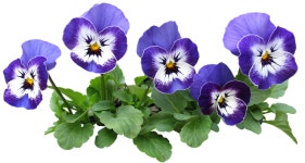 나를 항상 생각하세요. 팬지(pansy) [김권제 칼럼]