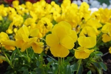 나를 항상 생각하세요. 팬지(pansy) [김권제 칼럼]