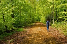 숲에서 쉬는 법, 산림욕이 뇌와 몸에 주는 놀라운 효과