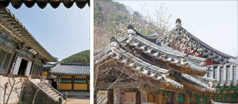 Uiseong paints itself yellow to welcome spring