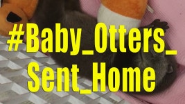 [VIDEO NEWS] Baby otters returned to the wild