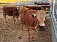 장흥군, 정남진 장흥한우 브랜드 참여 농가 모집