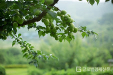 집에서 담금주 만들 때 요령 및 주의할 점