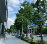광주시, 걷고 싶은 가로숲길 동구 금남로 확정