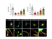 자생한방병원, 녹용의 신경재생 효과 과학적 규명..SCI 게재