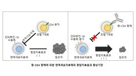 국립암센터, 항암효과 확실히 높이는 면역세포 치료전략 개발  