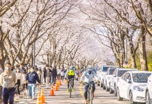 구례 섬진강 벚꽃길 상춘객 봄 만끽