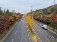 인천시 남동 소래로, 인천의 특색 가로수길 중 최고 