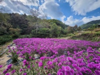경산시 와촌면, 높아진 가을하늘, 형형색색 가을꽃이 만발