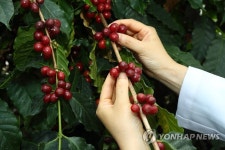 커피생산 2위 베트남, 두리안 재배로 지위 상실 처지
