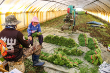 [포토] 포항 부추 수확 한창... 인기 최고!