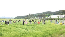 영광군, 제10회 영광찰보리 어울마당 성황리에 마쳐