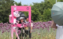 [포토] 강진군, 보랏빛 코끼리마늘꽃 아시나요