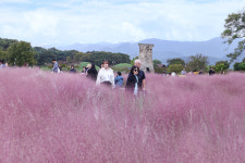 [포토] 경주 첨성대 핑크뮬리, 가을 절정 맞아