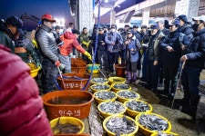 [포토] 포항 수협, 송도활어판장 겨울 경매 활기