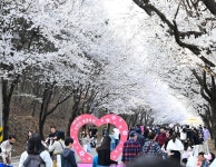 봄바람 벚꽃 향연...경기도 드라이브 코스 3선