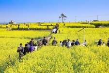 포항 호미곶 경관농업, 관광 명소로 부상
