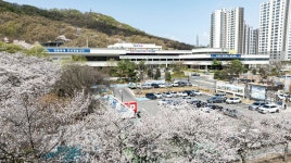 의왕시청 벚꽃으로 물들어... 봄 정취 물씬