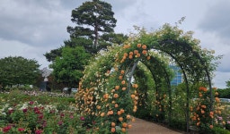 장미 108종 만개…광주시청, 장미원 도심 속 힐링 명소