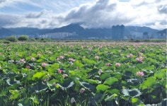 낙동강생태공원 여름꽃 만개