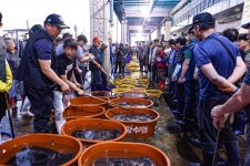 [포토] 활기찬 새벽…포항수협 수산물 경매 현장