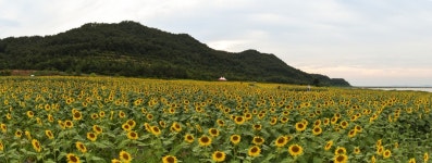 인천 강화 교동도, 황금빛 난정 해바라기 정원 축제...오는 23일 개막
