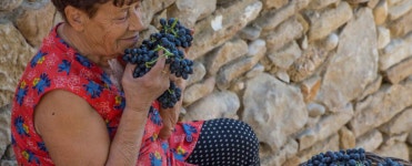 [와인의 세계 ①] 와인은 어렵지 않다, 잘 익은 포도에서 시작된 단순한 즐거움