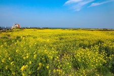 포항시, 호미곶 경관농업단지 관광자원화 본격 추진