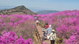[포토] 분홍빛 참꽃의 향연... 제30회 비슬산 참꽃문화제, 18일 화려한 개막