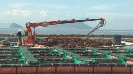 고수온 사투 전복 양식어가, 판로도 막막