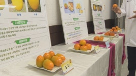 당도 높고 먹기 편한 국산 단감 5종 본격 보급