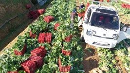 해남 가을배추 작황부진..가격 껑충