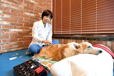 [big story] “개·고양이도 고령화… 침 맞고 재활치료”