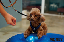 [big story] 강아지가 유치원에 가는 이유