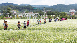[초등시사·교과상식] ‘메밀꽃 필 무렵’ 7개 국어로 번역된다