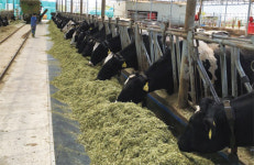 [초등시사·교과상식] 동물이 행복해야 사람도 건강해요