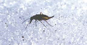 [초등시사·교과상식] 강추위 견디는 빙하곤충 발견