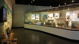 이화여대 자연사박물관, 특별기획전 ‘동물의 놀이’ 개최