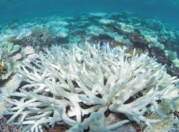 지구온난화로 2050년엔 산호 90% 사라져, 백화현상이란?